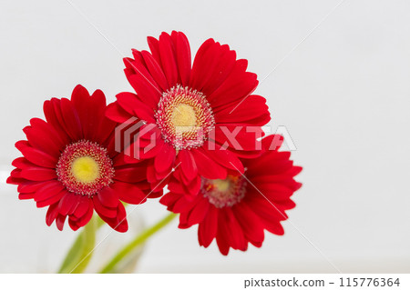 鮮紅色非洲菊禮物 115776364