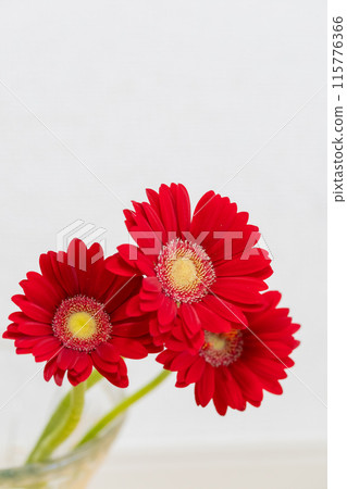 Bright red gerbera gift 115776366
