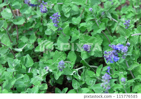 花壇裡種植的草本植物：藍貓薄荷 115776585