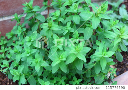 Herbs planted in the flower bed: St. Joe's Wort 115776590