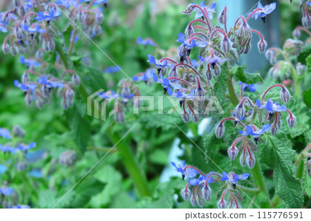 花壇裡種植的香草：粥 115776591