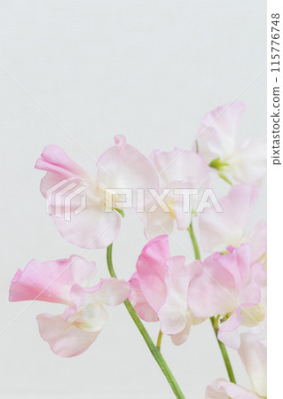 Gentle shades of sweet pea pink Gentle shades of sweet pea pink 115776748