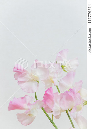 Gentle shades of sweet pea pink 115776754