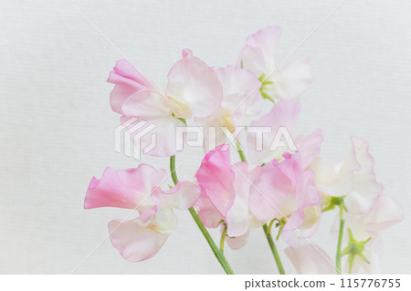Gentle shades of sweet pea pink 115776755