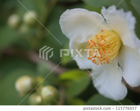 六月，潔白的山茶花開得美麗 115776857