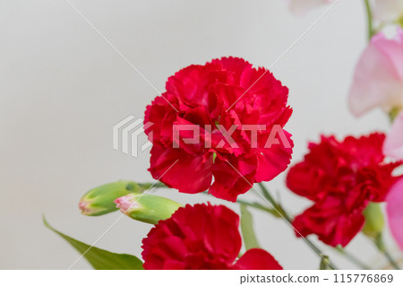 明亮的紅色康乃馨 115776869