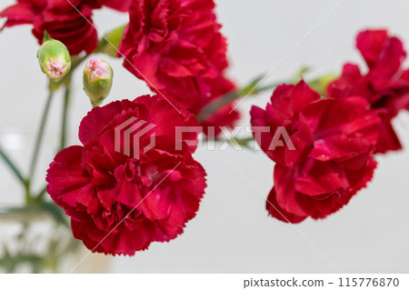 母親節經典紅色康乃馨 母親節經典紅色康乃馨 115776870