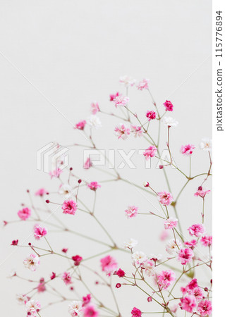 Dyed baby's breath, pink Dyed baby's breath, pink 115776894