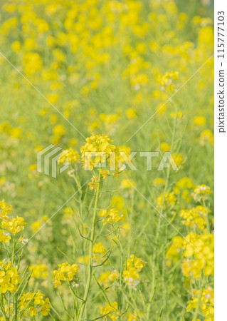 Rapeseed flower field, the arrival of spring, school entrance ceremony season Rapeseed flower field, the arrival of spring, school entrance ceremony season 115777103