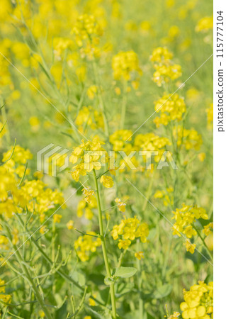 Rapeseed flower field, the arrival of spring, school entrance ceremony season 115777104