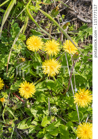 熟悉的花：蒲公英，大自然的可愛小片段 115777117