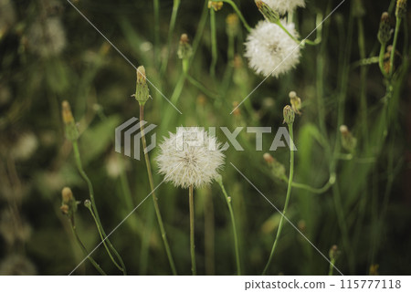 開花在春天領域的蒲公英花 115777118