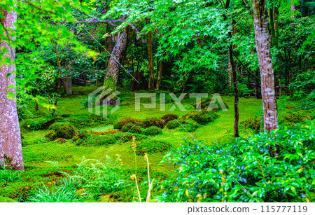 京都嵯峨野只王寺境內的庭園 115777119
