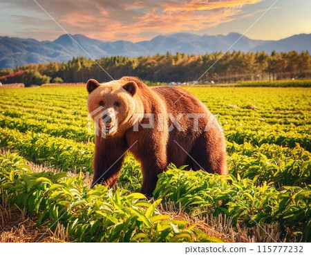 Crop damage caused by bears 115777232