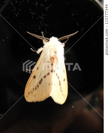 Acanthurus nigricans (a stylish male with impressive comb-like antennae) 115777344