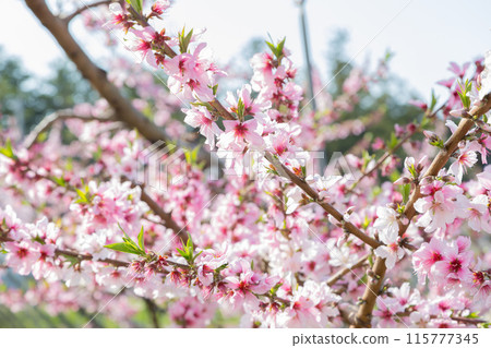 A view of peach blossoms spreading across Yamanashi Prefecture in mid-April 115777345