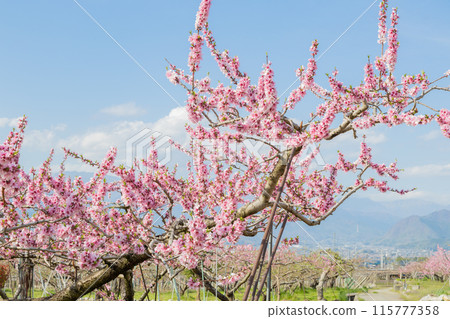 A view of peach blossoms spreading across Yamanashi Prefecture in mid-April 115777358