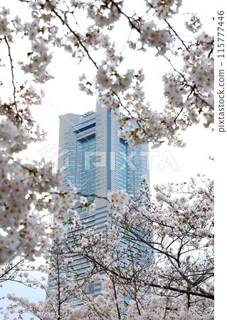 橫濱港未來21櫻花夜景垂直位置 115777446