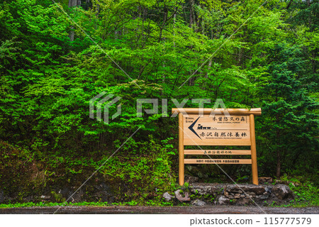 [森林浴的發祥地]赤澤自然休養林[木曾郡今松町] 115777579