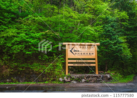 [森林浴的發祥地]赤澤自然休養林[木曾郡今松町] 115777580