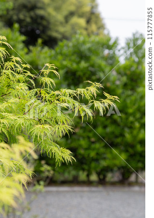 A lush green landscape in May A lush green landscape in May 115777855