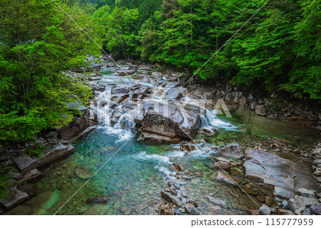 [赤澤自然休養林]初夏的赤澤[木曾郡江松町] 115777959