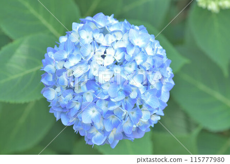 各種繡球花 各種繡球花 115777980