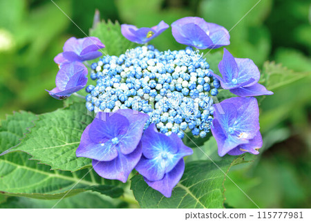 各種繡球花 115777981