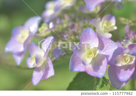 各種繡球花 各種繡球花 115777982