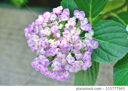 各種繡球花 115777983