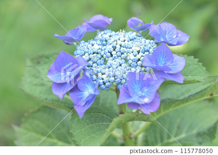 各種繡球花 115778050