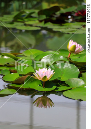 Water lily flower floating on the surface of the water 115778068