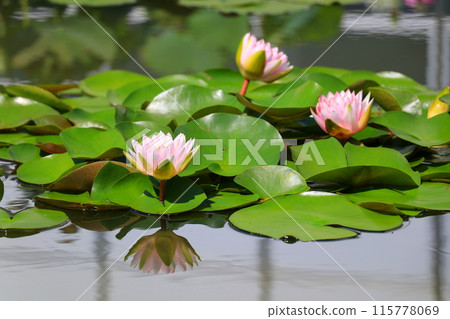池塘里盛開的粉紅色睡蓮花 池塘里盛開的粉紅色睡蓮花 115778069