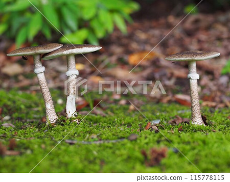 Ecological photograph of Snake Mushroom Modoki 115778115