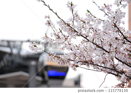 Yokohama Minato Mirai 21 Cherry blossoms evening view 115778130