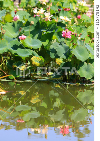 開花在池塘的蓮花 開花在池塘的蓮花 115778142