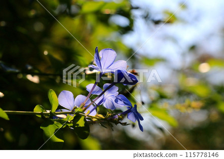 Blue Ruri Matryu flower 115778146