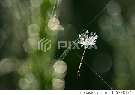 蒲公英的絨毛在晨露的照耀下熠熠生輝 蒲公英的絨毛在晨露的照耀下熠熠生輝 115778154