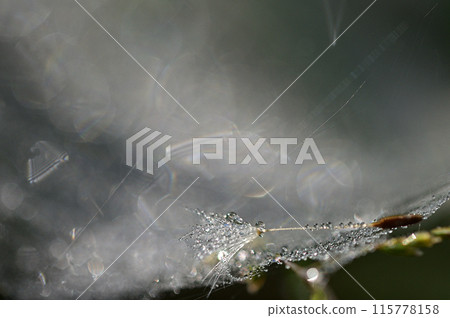 Dandelion fluff glistening with morning dew Dandelion fluff glistening with morning dew 115778158