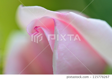 粉紅色的玫瑰花特寫 115778267