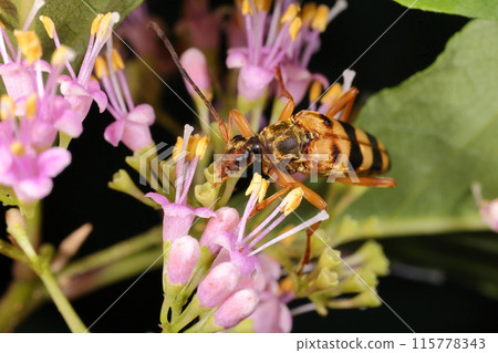 Living creatures: Insects: A four-striped long-horned beetle visits the flowers of a Japanese bark beetle. Its flying form is very similar to that of a bee. 115778343