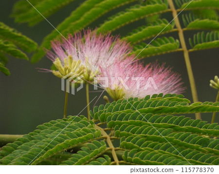 房子花園裡的睡蓮花開始綻放 115778370