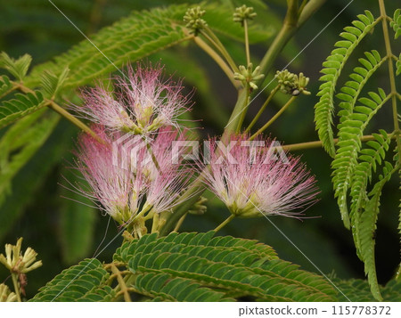 房子花園裡的睡蓮花開始綻放 房子花園裡的睡蓮花開始綻放 115778372