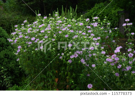 Wild bergamot flower, monarda Wild bergamot flower, monarda 115778373