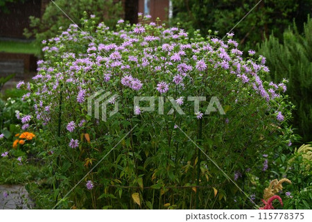 Wild bergamot flower, monarda Wild bergamot flower, monarda 115778375