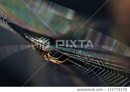 Spider web shining in rainbow colors in the morning sun, close-up Spider web shining in rainbow colors in the morning sun, close-up 115778378