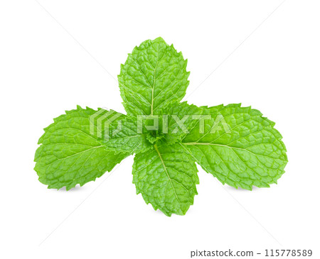mint leafs isolated on white background mint leafs isolated on white background 115778589