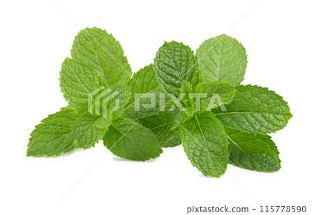 mint leafs isolated on white background mint leafs isolated on white background 115778590