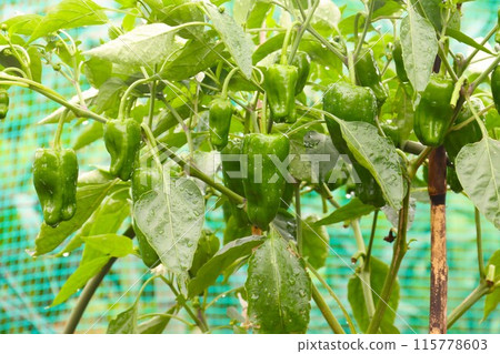 Green peppers wet with rain 115778603