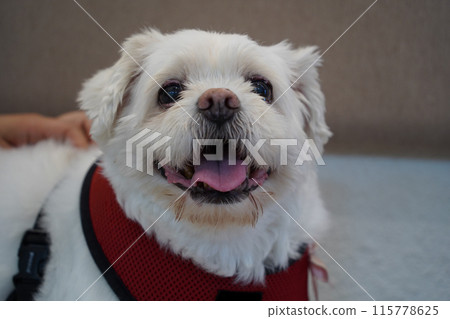 Portrait of a Maltese dog in a red harness on a white background 115778625
